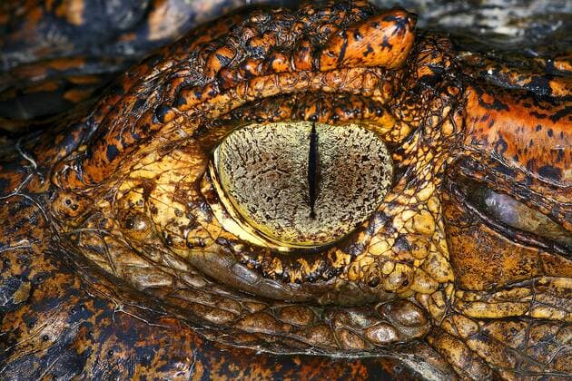 Brillenkaiman, Brillen-Kaiman, Krokodilkaiman, Krokodil-Kaiman (Caiman crocodilus), Auge, Costa Rica spectacled caiman (Caiman crocodilus), eye, Costa Rica BLWS425290 Copyright: xblickwinkel G.xKunzx