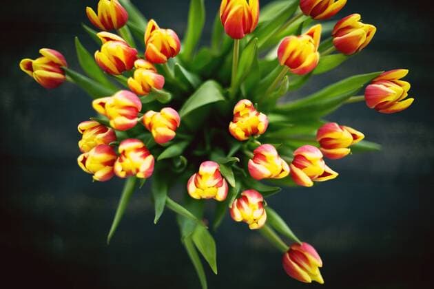 Tulpenstrauß  1019302954