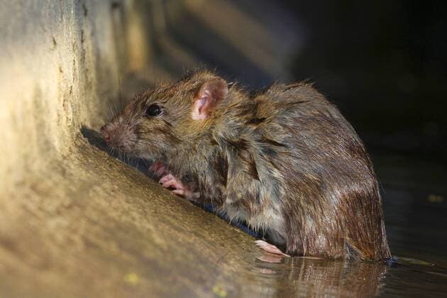 Wanderratte, Wander-Ratte (Rattus norvegicus), in der Kanalisation, Oesterreich Brown rat, Common brown rat, Norway rat, Common rat (Rattus norvegicus), at the sewer, Austria BLWS425808 Copyright: xblickwinkel G.xKunzx