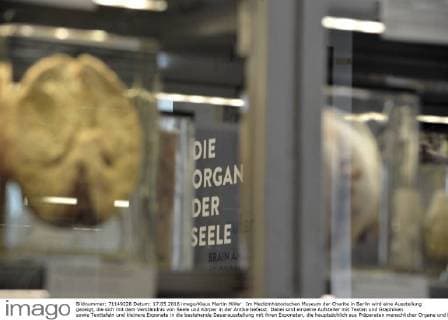 Im Medizinhistorischen Museum der Charite in Berlin wird eine Ausstellung gezeigt, die sich mit dem Verständnis von Seele und Körper in der Antike befasst. Dabei sind einzelne Aufsteller mit Texten und Graphiken sowie Texttafeln und kleinere Exponate in die bestehende Dauerausstellung mit ihren Exponaten, die hauptsächlich aus Präparaten menschlicher Organe und Knochen besteht, eingebunden. Ausstellung Die Seele ist ein Oktopus - antike Vorstellungen vom belebten Körper