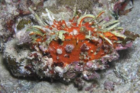 Rotmeer-Stachelauster, Rotmeerstachelauster (Spondylus marisrubri), am Meeresgrund, Aegypten, Rotes Meer Thorny Oysters (Spondylus marisrubri), on sea bottom, Egypt, Red Sea BLWS426097 Copyright: xblickwinkel G.xKunzx