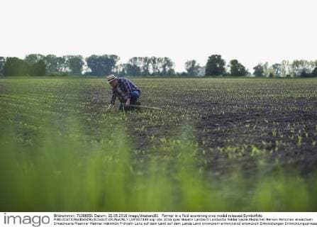 Farmer in a field examining crop model released Symbolfoto  UUF007339