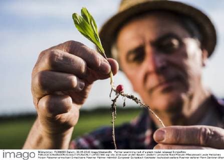 Farmer examining root of a plant model released Symbolfoto  UUF007346