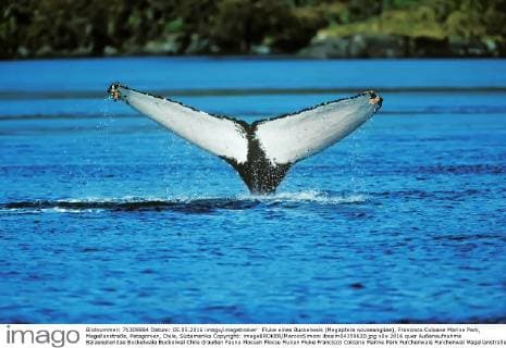 IMAGO Nature: Unsere Erde, Naturschutz, Naturschutzgebiete in Südamerika Fluke eines Buckelwals (Megaptera novaeangliae), Francisco Coloane Marine Park, Magellanstraße, Patagonien, Chile, Südamerika Copyright: imageBROKER/MarcoxSimoni ibxsim04359620.jpg