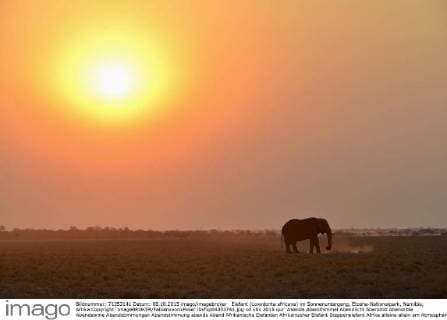 Elefant (Loxodonta africana) im Sonnenuntergang, Etosha-Nationalpark, Namibia, Afrika Copyright: imageBROKER/FabianxvonxPoser ibxfvp04353743.jpg