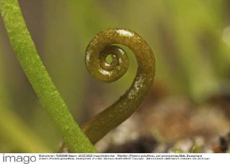 IMAGO Nature: Unsere Erde: Pflanzenwelt: Bedrohte Arten Pillenfarn (Pilularia globulifera), sich entwickelndes Blatt, Deutschland pillwort (Pilularia globulifera), development of a leaf, Germany BLWS389437 Copyright: xblickwinkel H.xBellmann F.xHeckerx