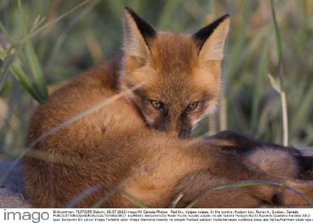 Red fox, Vulpes vulpes, In the tundra, Hudson bay, Nunavik, Quebec, Canada  acp94661 BenjaminxDy