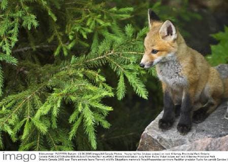 Young red fox (Vulpes vulpes) on rock Killarney Provincial Park Ontario Canada  acp95912 MikexGrandmaison