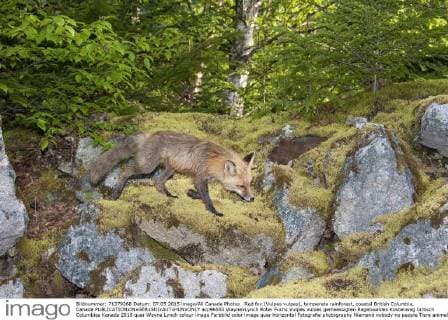 Red fox (Vulpes vulpes), temperate rainforest, coastal British Columbia, Canada  acp96553 WaynexLynch