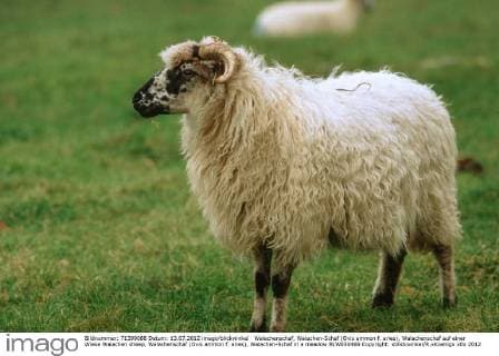 Walachenschaf, Walachen-Schaf (Ovis ammon f. aries), Walachenschaf auf einer Wiese Walachen sheep, Walachenschaf (Ovis ammon f. aries), Walachen-Schaf in a meadow BLW050466 Copyright: xblickwinkel R.xKoenigx