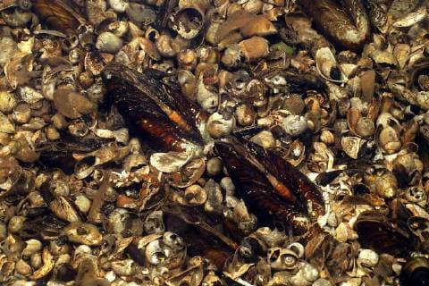 Muschel, Muscheln (Bivalvia), Muscheln und Schnecken im Donaudelta, Rumaenien, Donaudelta bivalves, mussels (Bivalvia), different mussels in Danube delta, Romania, Danube Delta BLWS427604 Copyright: xblickwinkel G.xKunzx