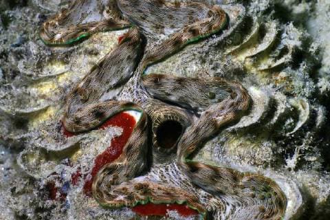 Schuppen-Riesenmuschel, Schuppige Riesenmuschel, Moerdermuschel, Grosse Moerdermuschel (Tridacna squamosa), Detail mit Sipho, Aegypten, Rotes Meer, Hurghada Fluted Giant Clam, Giant Fluted Clam, Fluted Clam, Scaly Clam (Tridacna squamosa), deatil with sipho, Egypt, Red Sea, Hurghada BLWS427351 Copyright: xblickwinkel G.xKunzx