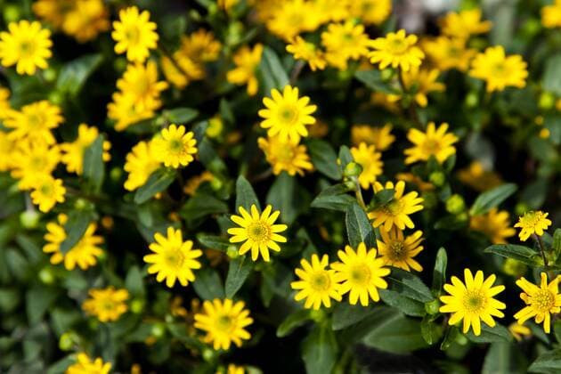 Mexican creeping zinnia  CSF027455