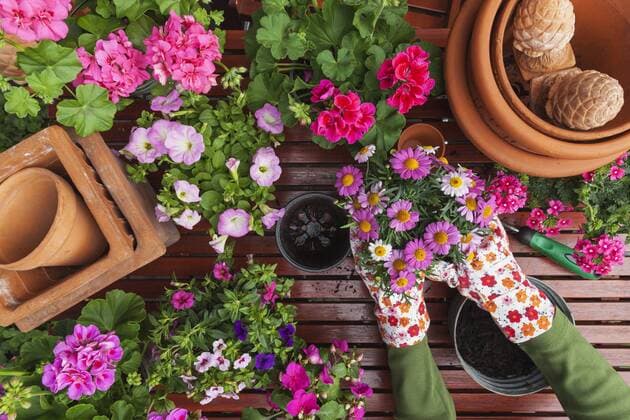 Gardening, different spring and summer flowers, flower box and gardening tools, potting model released Symbolfoto property released  GWF004724
