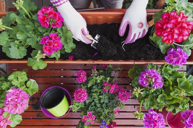 Gardening, different spring and summer flowers, flower box and gardening tools, potting model released Symbolfoto property released  GWF004726