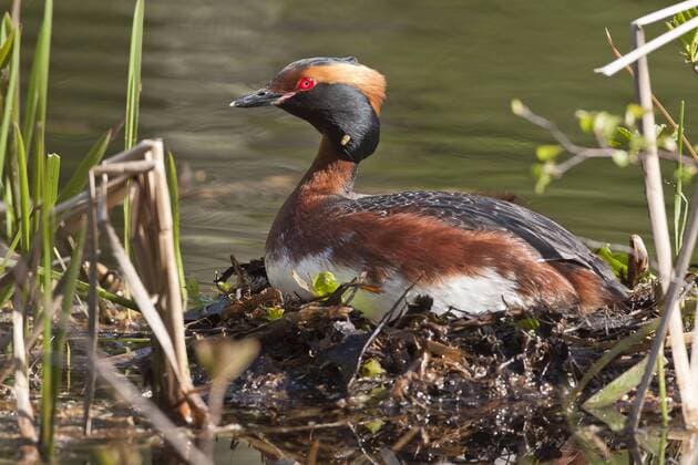 Ohrentaucher, Ohren-Taucher (Podiceps auritus), sitzt auf dem Nest und bruetet, Schweden Slavonian grebe (Podiceps auritus), sits on the nest breeding, Sweden BLWS428800 Copyright: xblickwinkel McPHOTO R.xMuellerx