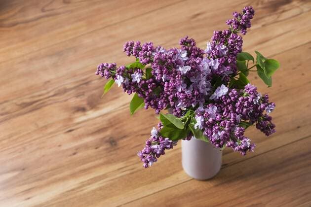 Lilac in a vase  MYF001493