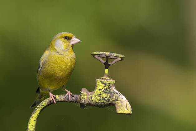 Gruenling, Gruenfink (Carduelis chloris), Maennchen sitzt auf einem Wasserhahn im Garten, Deutschland western greenfinch (Carduelis chloris), male sitting on a water tap in the garden, Germany BLWS429700 Copyright: xblickwinkel F.xHeckerx