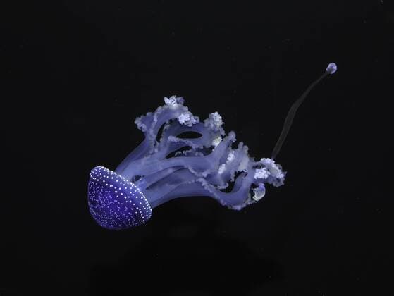 Gepunktete Wurzelmundqualle, Phyllorhiza punnctata White-spotted Jellyfish, Phyllorhiza punnctata McPBAS McPBAS