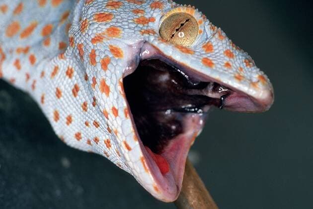 Tokay, Tokee, Tokeh (Gekko gecko, Gecko gecko), Portraet mit geoeffnetem Maul, Seitenansicht tokay gecko, tokee (Gekko gecko, Gecko gecko), portrait with opened mouth, side view BLW000100 Copyright: xblickwinkel fotototox