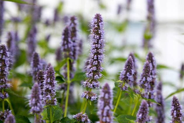 Pflanzen, Ostasiatischer Riesenysop Leverkusen Lila Duftnessel (Agastache rugosa), Themenbild, Symbolbild, 14.07.2016, Copyright: Deutzmannx xEibner-Pressefoto EP_cdn