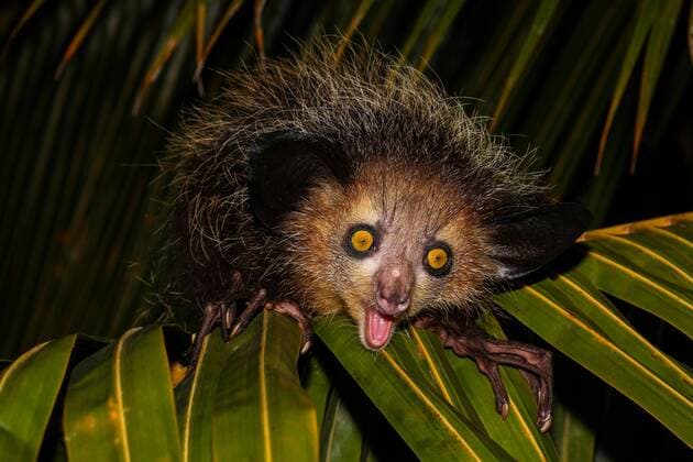IMAGO Nature: Unsere Erde: Tierwelt: Hässliche Tiere Fingertier, Aye-Aye (Daubentonia madagascariensis) auf Palmblatt, Männchen, Maroantsetra, Toamasina, Tamatave, Ost-Madagaskar, Madagaskar, Afrika Copyright: imageBROKER/MarkoxvonxderxOsten iblmav04373341.jpg