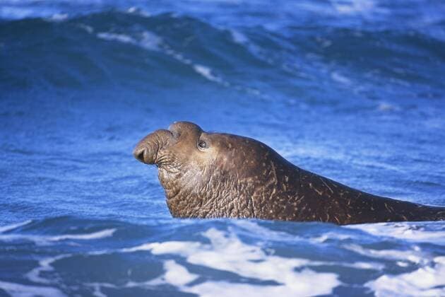 IMAGO Nature: Unsere Erde: Tierwelt: Hässliche Tiere Männlicher Südlicher See-Elefant (Mirounga leonina) schwimmt im Wasser, Sea Lion Island, Falklandinseln, Süd-Atlantik, Südamerika Copyright: imageBROKER/MarcoxSimoni ibxsim04374036.jpg