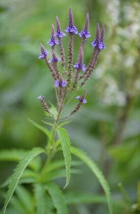 Lanzen-Eisenkraut, Lanzeneisenkraut (Verbena hastata), bluehend blue vervain (Verbena hastata), blooming, Germany, Bavaria BLWS431024 Copyright: xblickwinkel S.xDerderx