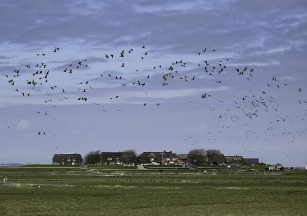 Ringelgänse auf Hallig Hooge, Branta bernicla Brent Geese on island Hooge, Branta bernicla McPMAS McPMAS