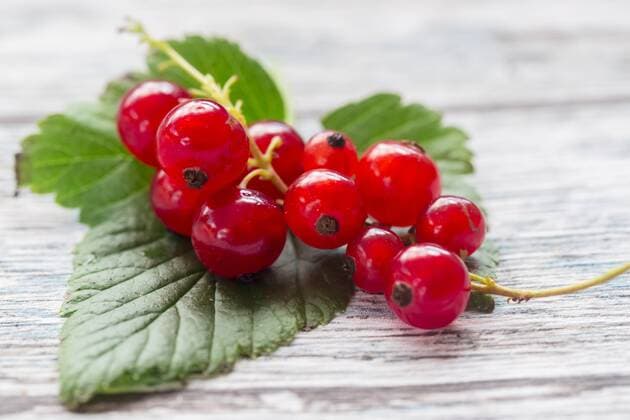 Red currants on a leaf, close-up  SARF002806