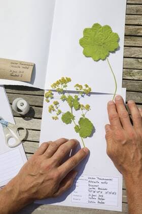 Weicher Frauenmantel (Alchemilla mollis), gepresste Pflanze wird vom Einlegebogen vorsichtig auf den Herbarbogen geschoben, Deutschland lady s mantle (Alchemilla mollis), pressed plant are put in to the herbarium, Germany BLWS432245 Copyright: xblickwinkel F.xHeckerx