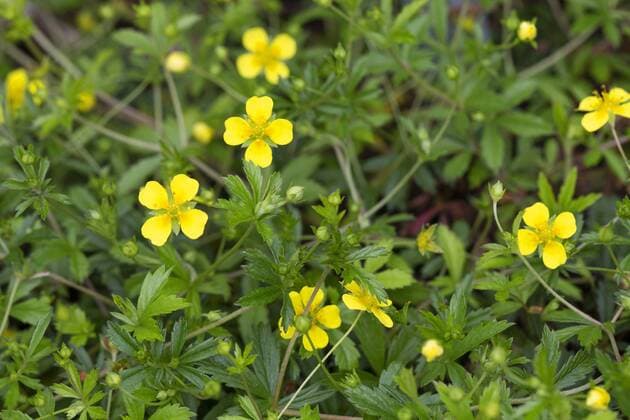 Blutwurz, Tormentill (Potentilla erecta), bluehend, Deutschland common tormentil (Potentilla erecta), blooming, Germany BLWS432219 Copyright: xblickwinkel F.xHeckerx