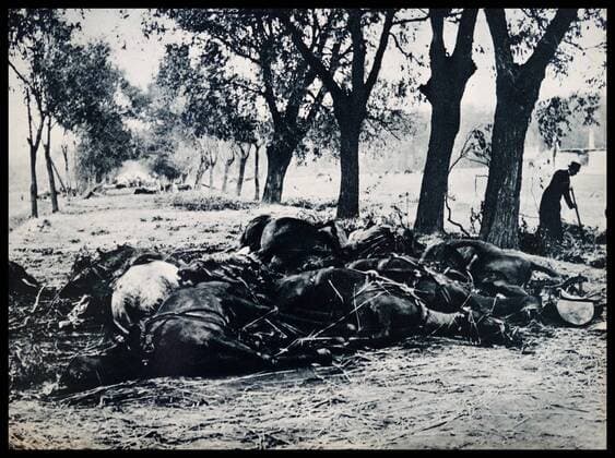 IMAGO History, Zweiter Weltkrieg: 1939 - 1945 Dead horses and destruction along a Polish highway after German forces advance into Poland, during the Blitzkrieg. Dated 1939 WorldxHistoryxArchive