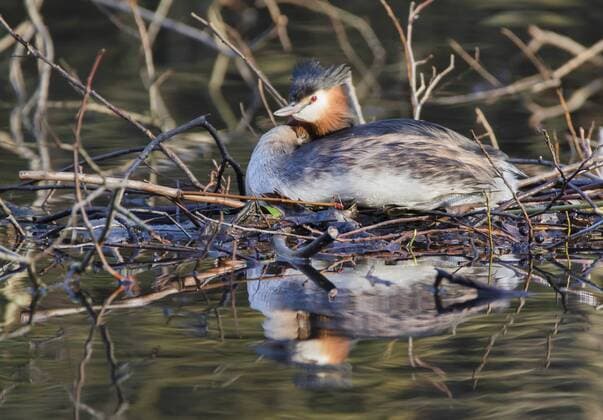 Haubentaucher, Hauben-Taucher (Podiceps cristatus), auf dem Nest, Deutschland great crested grebe (Podiceps cristatus), on nest, Germany BLWS432404 Copyright: xblickwinkel H.xBaesemannx