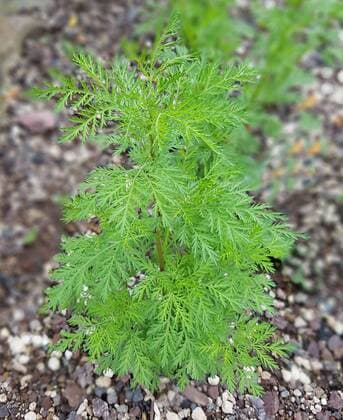 Suesser Beifuss; Artemisia annua; Duftpflanze mugwort; Artemisia annua