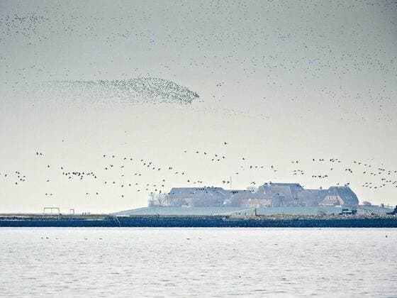 fliegende Vogelschwaerme ueber Hallig Hooge, Deutschland, Schleswig-Holstein, Nordfriesland, Hallig Hooge flying flocks over Hallig Hooge, Germany, Schleswig-Holstein, Northern Frisia, Hallig Hooge BLWS432538 Copyright: xblickwinkel H.xBaesemannx