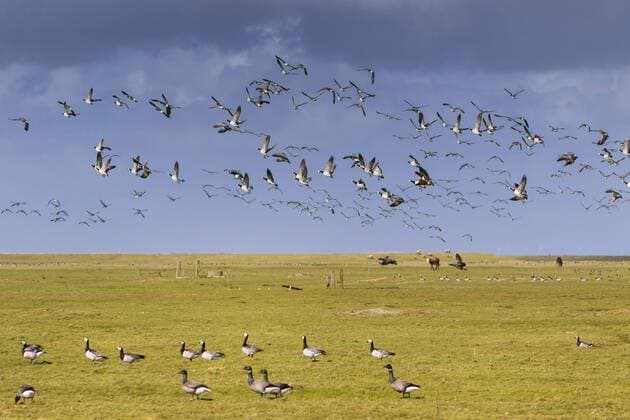 Ringelgans, Ringel-Gans (Branta bernicla), Ringelgaense und Nonnengaense, Gaense auf Hallig Hooge, Deutschland, Schleswig-Holstein, Hooge brent goose (Branta bernicla), brent geese and barnacle geese, geese on Hallig Hooge, Germany, Schleswig-Holstein, Hooge BLWS432565 Copyright: xblickwinkel H.xBaesemannx