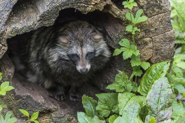  Marderhund, Tanuki oder Enok (Nyctereutes procyonoides) in einem alten Baumstamm versteckt, captive, Baden-Württemberg, Deutschland, Europa Copyright: imageBROKER/Ralf-UdoxThiele ibxrut04373100.jpg