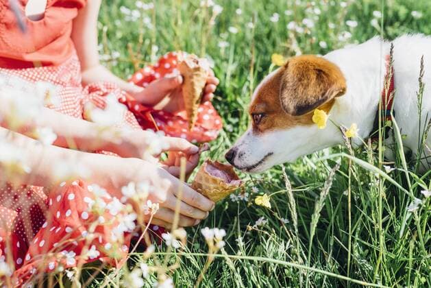 Girl holding ice cream cone for dog model released Symbolfoto property released  MJF001952