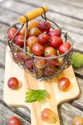 Wire basket of red gooseberries  SARF002822