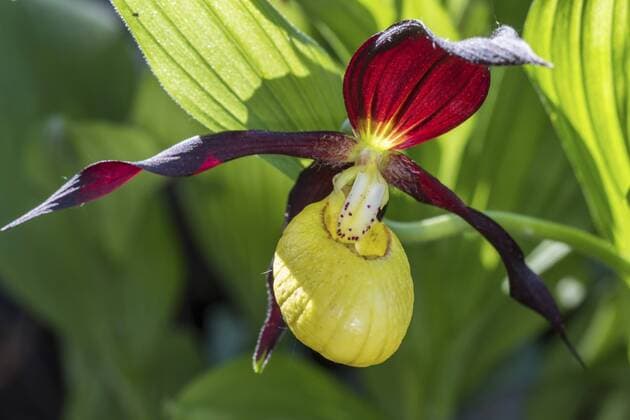 Europaeischer Frauenschuh, Gelber Frauenschuh, Gelb-Frauenschuh, Gelbfrauenschuh, Marienfrauenschuh, Marien-Frauenschuh (Cypripedium calceolus), Bluete, Deutschland Lady s slipper orchid (Cypripedium calceolus), flower, Germany BLWS433049 Copyright: xblickwinkel H.xDutyx