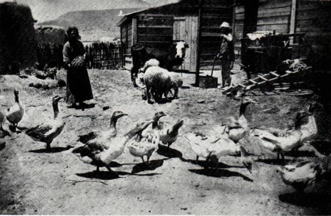 Photograph of livestock at Degania Alef, a kibbutz in northern Israel. Dated 1910 WHA  !ACHTUNG AUFNAHMEDATUM GESCHÄTZT! Copyright: WHA UnitedArchivesWHA_052_0790