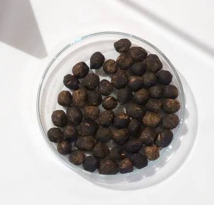 Sample of droppings from Dolly the Sheep. Dolly was the first mammal to ever be cloned from an adult animal and raised many ethical issues and debates. WHA  !ACHTUNG AUFNAHMEDATUM GESCHÄTZT! Copyright: WHA UnitedArchivesWHA_071_0870