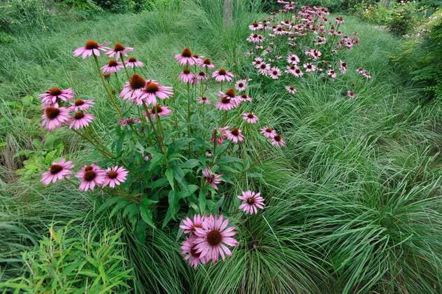 Gutshaus Landsdorf Landsdorf, 5.8.2011 Ganze Flächen sind mit in Reihe gepflanzten Rutenhirsen (Panicum virgatum ‘Rotstrahlbusch’) bestückt. Vereinzelte Rote Sonnenhüte (Echinacea purpurea ‘Rubinstein’) werden zu Blickfängen. Gutshaus Landsdorf von Angela und Gerd Schäfer bei Tribsees in Mecklenburg-Vorpommern Landsdorf Mecklenburg-Vorpommern Deutschland Copyright: argumx xChristianxLehsten