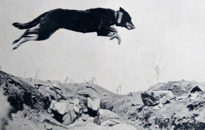 World war one: German army dog jumps across a trench in France carrying a message between outposts WHA  !ACHTUNG AUFNAHMEDATUM GESCHÄTZT! Copyright: WHA UnitedArchivesWHA_074_0536