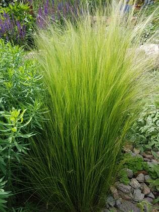 Zartes Federgras; Ziergras; tenacissima feather grass, Nasella Tenuissima