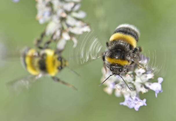 Eine Hummel fliegt von einer einer Lavendelbluete zur naechsten, um Nektar zu saugen am 08.08.2016 in Freiburg Foto:Winfried Rothermel