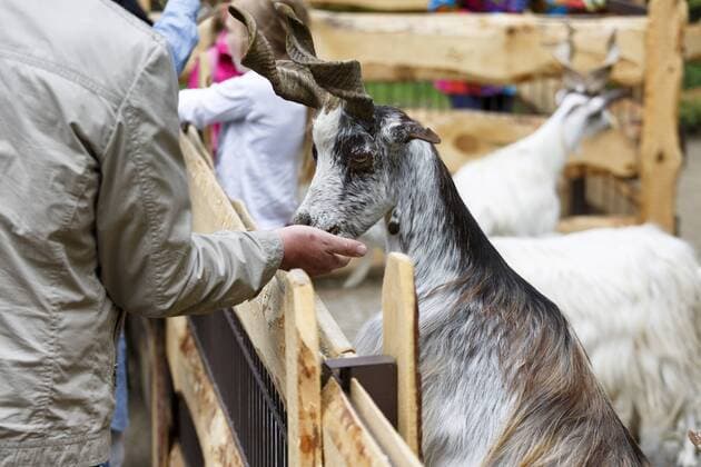 10.08.2016, Berlin, Deutschland, GER, Tierpark Berlin, mit 160 Hektar Fläche der größte Landschaftstiergarten in Europa. Foto: Der Streichelzoo, eine Ziege frisst einem Mann aus der Hand