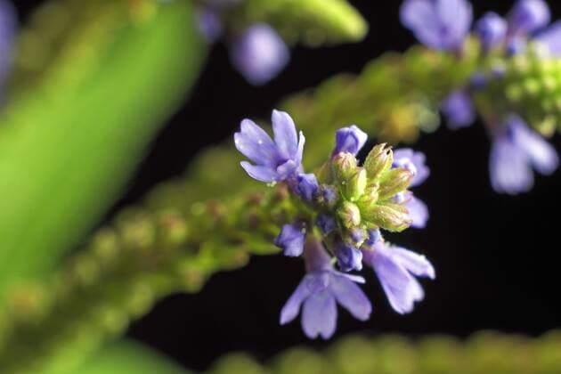 Lanzen-Verbene, Lanzenverbene, Lanzen-Eisenkraut, Lanzeneisenkraut (Verbena hastata), Bluetenstand vor schwarzem Hintergrund blue vervain (Verbena hastata), inflorescence in front of black background BLWS433698 Copyright: xblickwinkel G.xFranzx