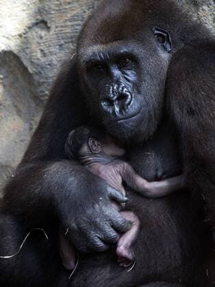Unsere Erde: Natur, Tiere, Artenschutz, Seltene Tierarten Gorilla-Nachwuchs im Zoo in Valencia Gorilla Nalani, 10 years old, holds her baby in her facilities at Bioparc zoo in Valencia, eastern Spain, on 18 August 2016, a day after a natural labour. Nalani arrived in 2014 from Hannover. NEW BORN GORILLA AT BIOPARC ZOO VALENCIA !ACHTUNG: NUR REDAKTIONELLE NUTZUNG!  20160818-636071292216266107